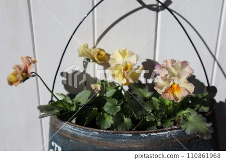 將由種子長成的褶邊三色堇種植在改造槽中。 將由種子長成的褶邊三色堇種植在改造槽中。 110861968