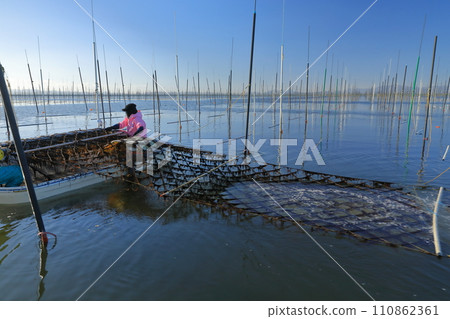 有明海養海藻的撒網場景 110862361