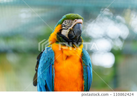 blue-and-yellow macaw (Ara ararauna), also known as blue-and-gold macaw 110862424