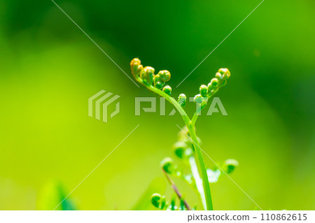 Waxy plants of wild vegetables 110862615