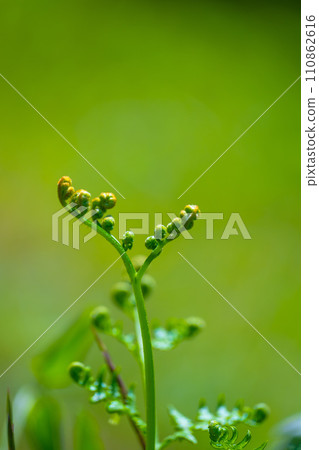 Waxy plants of wild vegetables Waxy plants of wild vegetables 110862616