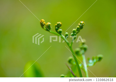 Waxy plants of wild vegetables 110862618