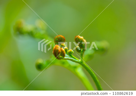 Waxy plants of wild vegetables 110862619