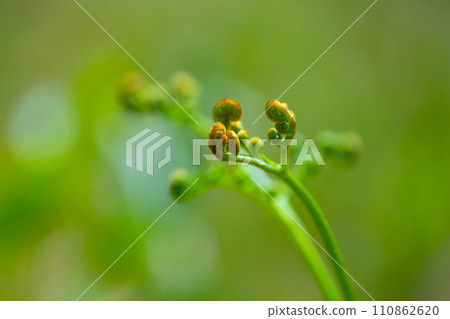 Waxy plants of wild vegetables 110862620