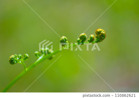 Waxy plants of wild vegetables 110862621