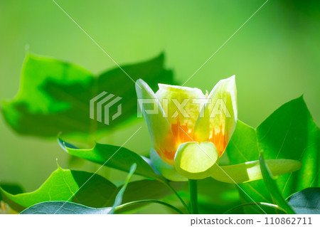 鬱金香花 鬱金香花 110862711