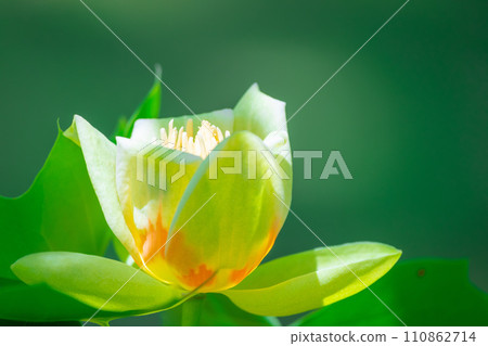 Tulip flowers 110862714