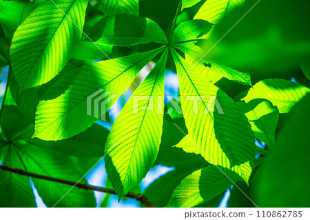 Young leaves of Tinon 110862785