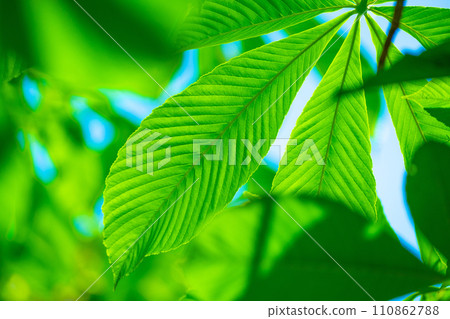 Tinon年輕葉子 110862788