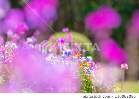 三色堇花園 110862886