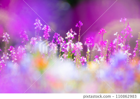 Linaria flower garden Linaria flower garden 110862983