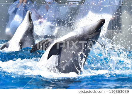 Oita Dolphin Kyushu Aquarium Oita Marine Palace Aquarium Umitamago 110863089