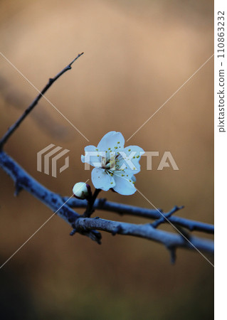Plum blossom  110863232