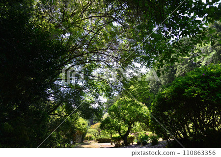 Nishiyama Goten (Nishiyama Villa) 2023-5-3 #81 Nishiyama Goten (Nishiyama Villa) 2023-5-3 #81 110863356