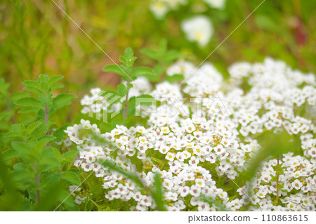 [Aichi Prefecture] Bluebonnet Alyssum 110863615