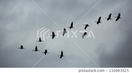 Flight of migrating cranes in cloud sky Flight of migrating cranes in cloud sky 110863825