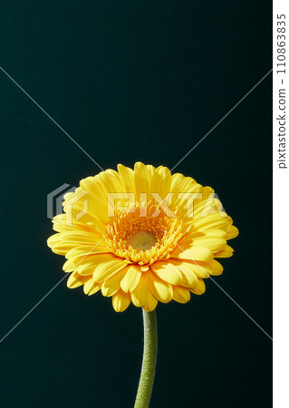 yellow gerbera on dark background yellow gerbera on dark background 110863835