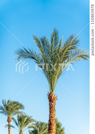 Palm tree with green leaves on blue background 110863978