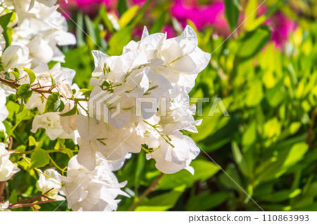 White Bougainvillea. White Flowers. Beautiful bloomed white flowered bougainvillea. White Bougainvillea. White Flowers. Beautiful bloomed white flowered bougainvillea. 110863993