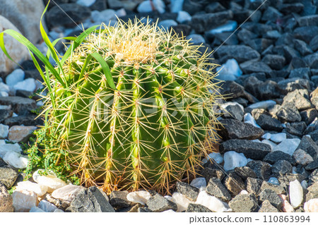 Kroenleinia is a monotypic genus of succulent plants in the Cactaceae family. Kroenleinia grusonii on rocky ground Kroenleinia is a monotypic genus of succulent plants in the Cactaceae family. Kroenleinia grusonii on rocky ground 110863994