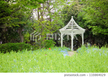 [Aichi Prefecture] Bluebonnet nemophila and monument 110864029