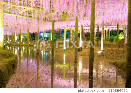 [Aichi Prefecture] Wisteria trellis in Tennogawa Park, Tsushima City 110864051
