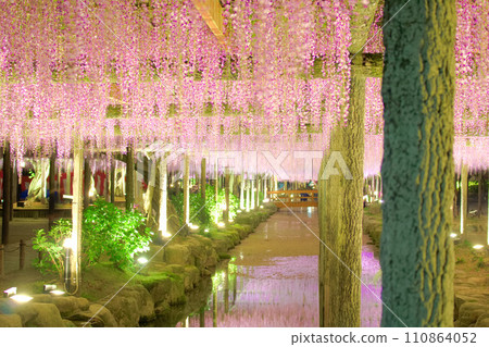 [Aichi Prefecture] Wisteria trellis in Tennogawa Park, Tsushima City 110864052