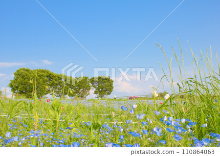 [愛知縣] 日新市愛知農場的睡蓮 110864063