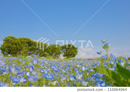 [愛知縣] 日新市愛知農場的睡蓮 110864064