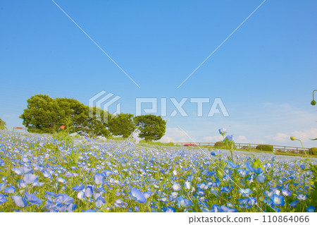 [愛知縣] 日新市愛知農場的睡蓮 110864066