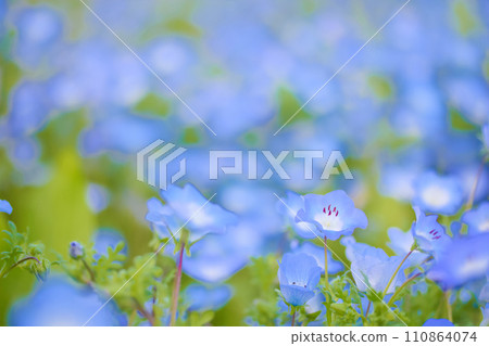 [Aichi Prefecture] Nemophila at Aichi Farm in Nisshin City 110864074