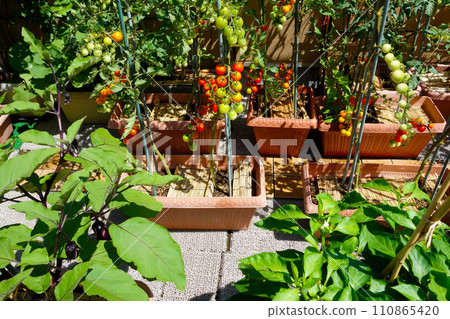 Balcony home garden, growing a wide variety of eggplants, cherry tomatoes, etc. in planters Balcony home garden, growing a wide variety of eggplants, cherry tomatoes, etc. in planters 110865420
