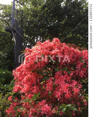 伊豆小室山公園螺旋槳和紅杜鵑花盛開，紀念死者 110865552