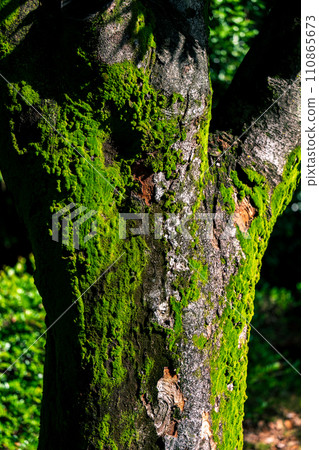 tree trunk with moss 110865673