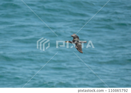深秋遷徙的海鸕鶿 110865792