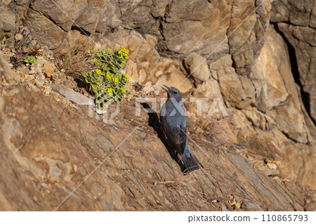 深秋，海角懸崖上的留鳥，Iso-bulbul 01 110865793