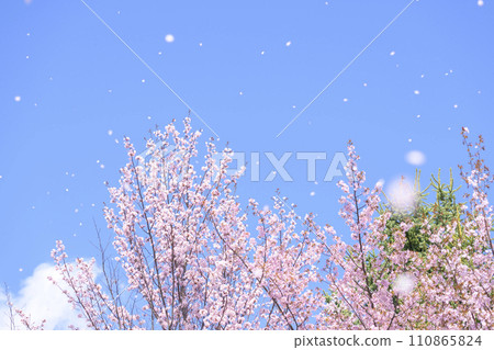 藍天和櫻花（視頻同步拍攝） 110865824
