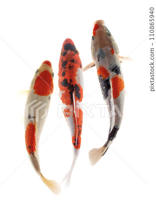 Koi fish isolated on the white background, clipping path included. 110865940