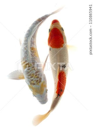 Koi fish isolated on the white background, clipping path included. 110865941