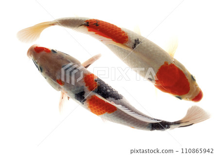 Koi fish isolated on the white background, clipping path included. 110865942
