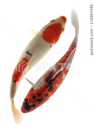 Koi fish isolated on the white background, clipping path included. 110865946