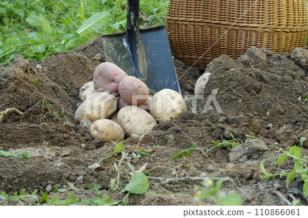 Recent harvest potatoes vary in size and collor Recent harvest potatoes vary in size and collor 110866061