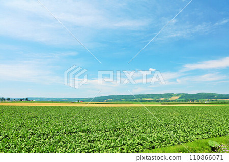 Hokkaido Summer blue sky and scenery of Tokachi Plain 110866071