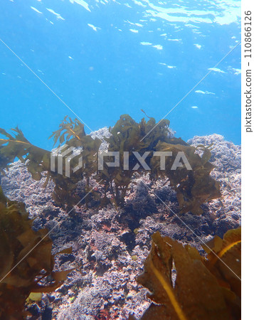 Seaweed scenery 110866126
