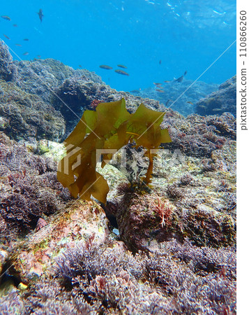 觀賞水下海藻 110866260