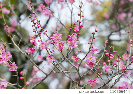 Dazaifu Dazaifu 110866444