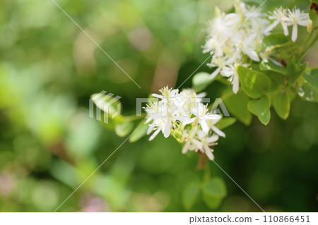 Sengenesou flower 110866451