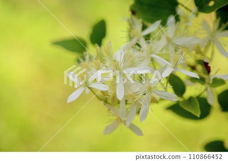 Sengenesou flower Sengenesou flower 110866452