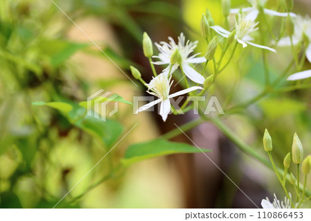 Sengenesou花 110866453