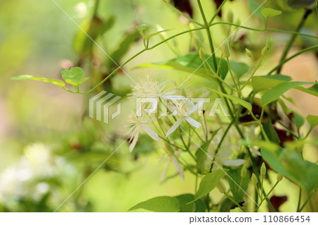 Sengenesou花 110866454